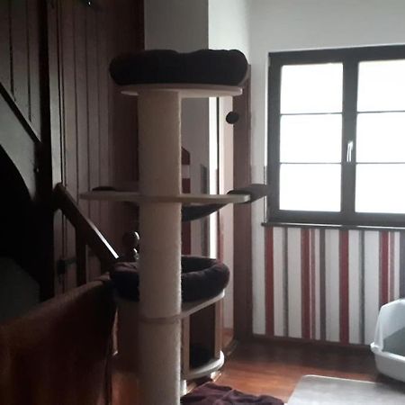 Private Room In Our Home With Free Vvo Ticket & Cats Pirna Ngoại thất bức ảnh