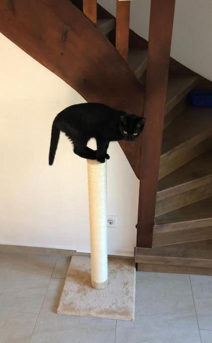 Private Room In Our Home With Free Vvo Ticket & Cats Pirna Ngoại thất bức ảnh